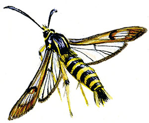 Иллюстрация к книге — Бабочки. Основы систематики, среда обитания, жизненный цикл и магия совершенства [i_095.jpg]