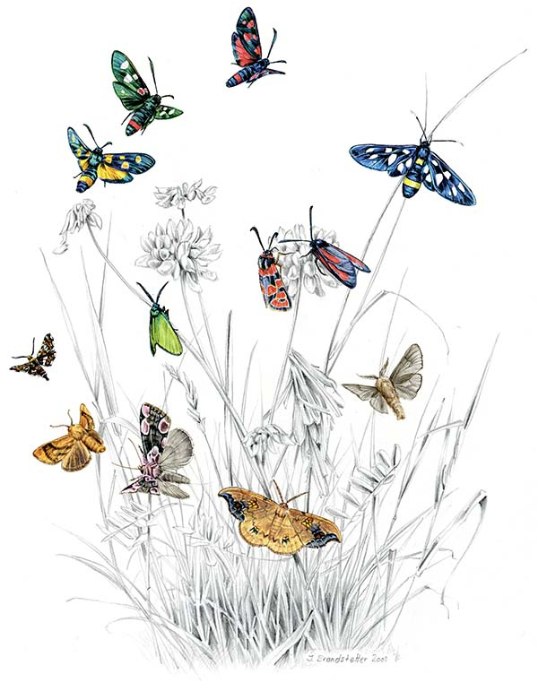 Иллюстрация к книге — Бабочки. Основы систематики, среда обитания, жизненный цикл и магия совершенства [i_097.jpg]