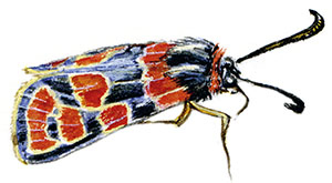 Иллюстрация к книге — Бабочки. Основы систематики, среда обитания, жизненный цикл и магия совершенства [i_098.jpg]