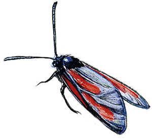 Иллюстрация к книге — Бабочки. Основы систематики, среда обитания, жизненный цикл и магия совершенства [i_099.jpg]