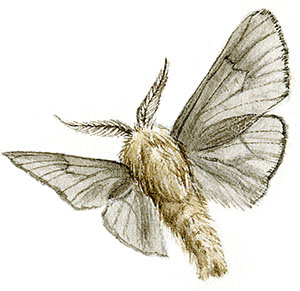 Иллюстрация к книге — Бабочки. Основы систематики, среда обитания, жизненный цикл и магия совершенства [i_105.jpg]