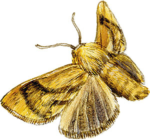 Иллюстрация к книге — Бабочки. Основы систематики, среда обитания, жизненный цикл и магия совершенства [i_106.jpg]