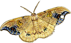 Иллюстрация к книге — Бабочки. Основы систематики, среда обитания, жизненный цикл и магия совершенства [i_107.jpg]