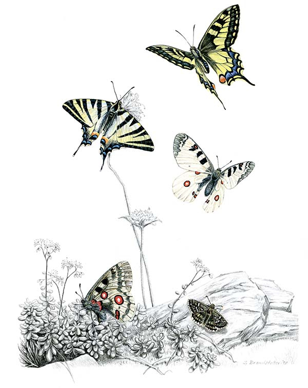 Иллюстрация к книге — Бабочки. Основы систематики, среда обитания, жизненный цикл и магия совершенства [i_109.jpg]