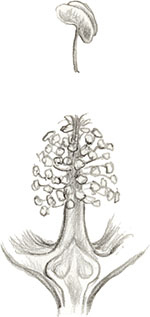 Иллюстрация к книге — Бабочки. Основы систематики, среда обитания, жизненный цикл и магия совершенства [i_115.jpg]