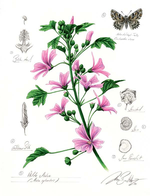 Иллюстрация к книге — Бабочки. Основы систематики, среда обитания, жизненный цикл и магия совершенства [i_116.jpg]