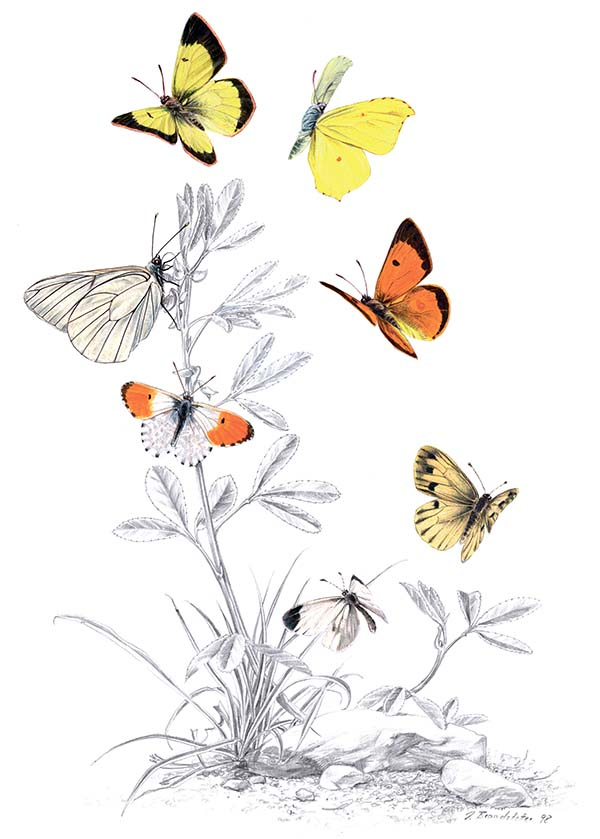 Иллюстрация к книге — Бабочки. Основы систематики, среда обитания, жизненный цикл и магия совершенства [i_117.jpg]