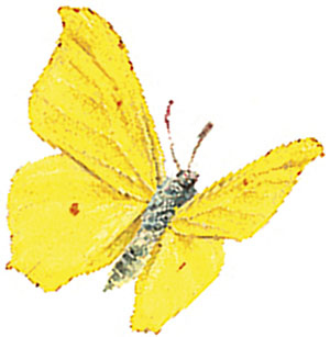 Иллюстрация к книге — Бабочки. Основы систематики, среда обитания, жизненный цикл и магия совершенства [i_119.jpg]