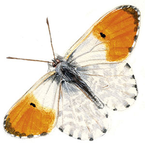 Иллюстрация к книге — Бабочки. Основы систематики, среда обитания, жизненный цикл и магия совершенства [i_120.jpg]