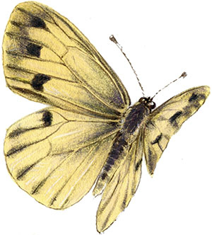 Иллюстрация к книге — Бабочки. Основы систематики, среда обитания, жизненный цикл и магия совершенства [i_121.jpg]