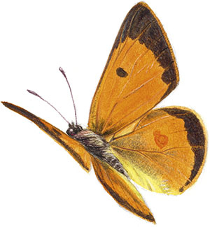 Иллюстрация к книге — Бабочки. Основы систематики, среда обитания, жизненный цикл и магия совершенства [i_123.jpg]