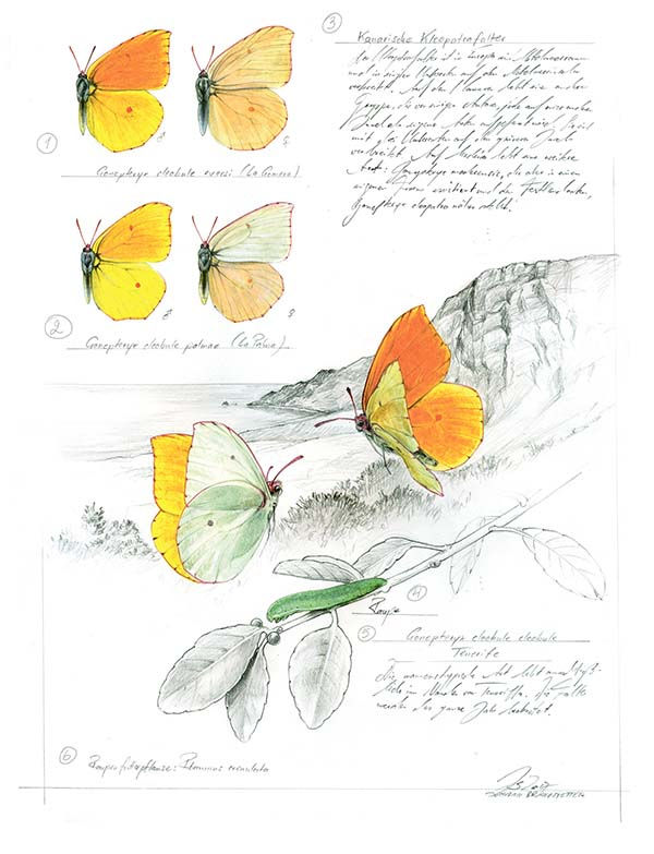 Иллюстрация к книге — Бабочки. Основы систематики, среда обитания, жизненный цикл и магия совершенства [i_124.jpg]