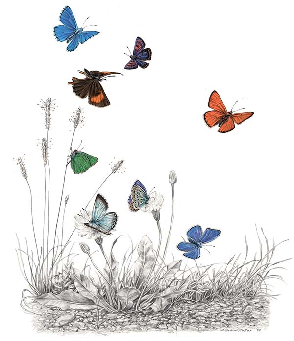 Иллюстрация к книге — Бабочки. Основы систематики, среда обитания, жизненный цикл и магия совершенства [i_126.jpg]