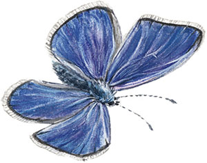 Иллюстрация к книге — Бабочки. Основы систематики, среда обитания, жизненный цикл и магия совершенства [i_127.jpg]