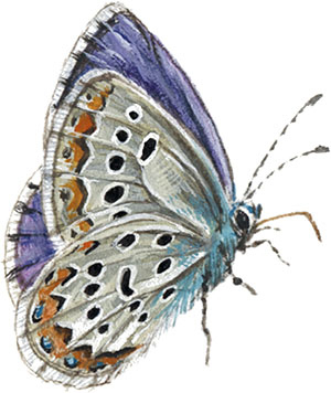 Иллюстрация к книге — Бабочки. Основы систематики, среда обитания, жизненный цикл и магия совершенства [i_129.jpg]