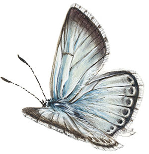 Иллюстрация к книге — Бабочки. Основы систематики, среда обитания, жизненный цикл и магия совершенства [i_130.jpg]