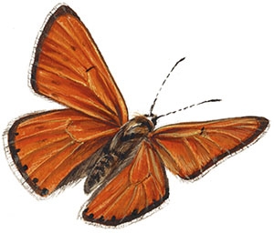 Иллюстрация к книге — Бабочки. Основы систематики, среда обитания, жизненный цикл и магия совершенства [i_133.jpg]