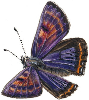 Иллюстрация к книге — Бабочки. Основы систематики, среда обитания, жизненный цикл и магия совершенства [i_134.jpg]