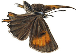 Иллюстрация к книге — Бабочки. Основы систематики, среда обитания, жизненный цикл и магия совершенства [i_136.jpg]