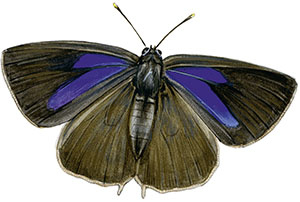 Иллюстрация к книге — Бабочки. Основы систематики, среда обитания, жизненный цикл и магия совершенства [i_137.jpg]