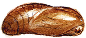 Иллюстрация к книге — Бабочки. Основы систематики, среда обитания, жизненный цикл и магия совершенства [i_140.jpg]