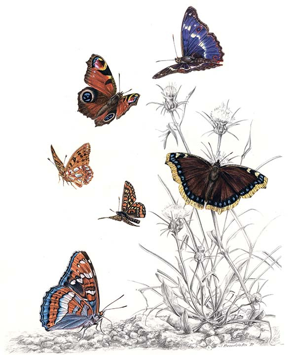 Иллюстрация к книге — Бабочки. Основы систематики, среда обитания, жизненный цикл и магия совершенства [i_142.jpg]