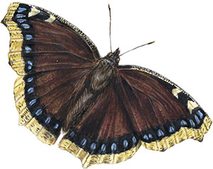 Иллюстрация к книге — Бабочки. Основы систематики, среда обитания, жизненный цикл и магия совершенства [i_143.jpg]