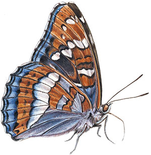 Иллюстрация к книге — Бабочки. Основы систематики, среда обитания, жизненный цикл и магия совершенства [i_144.jpg]