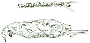 Иллюстрация к книге — Бабочки. Основы систематики, среда обитания, жизненный цикл и магия совершенства [i_148.jpg]