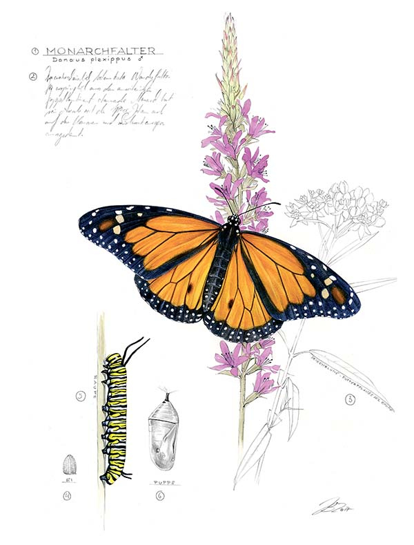 Иллюстрация к книге — Бабочки. Основы систематики, среда обитания, жизненный цикл и магия совершенства [i_150.jpg]