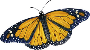 Иллюстрация к книге — Бабочки. Основы систематики, среда обитания, жизненный цикл и магия совершенства [i_153.jpg]