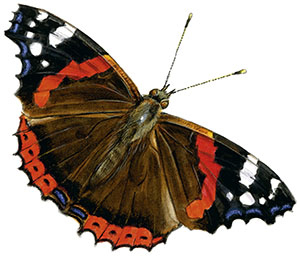 Иллюстрация к книге — Бабочки. Основы систематики, среда обитания, жизненный цикл и магия совершенства [i_154.jpg]