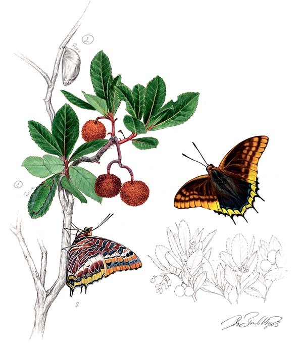 Иллюстрация к книге — Бабочки. Основы систематики, среда обитания, жизненный цикл и магия совершенства [i_155.jpg]