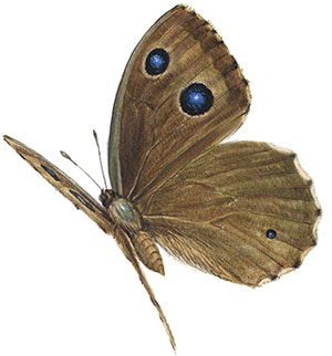 Иллюстрация к книге — Бабочки. Основы систематики, среда обитания, жизненный цикл и магия совершенства [i_159.jpg]