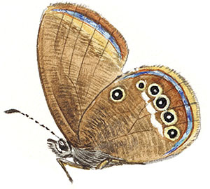 Иллюстрация к книге — Бабочки. Основы систематики, среда обитания, жизненный цикл и магия совершенства [i_160.jpg]