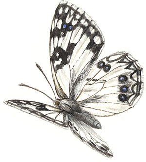 Иллюстрация к книге — Бабочки. Основы систематики, среда обитания, жизненный цикл и магия совершенства [i_162.jpg]