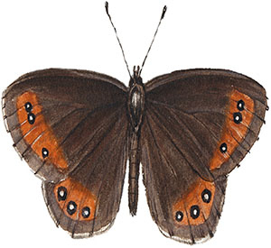 Иллюстрация к книге — Бабочки. Основы систематики, среда обитания, жизненный цикл и магия совершенства [i_163.jpg]