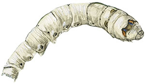 Иллюстрация к книге — Бабочки. Основы систематики, среда обитания, жизненный цикл и магия совершенства [i_175.jpg]