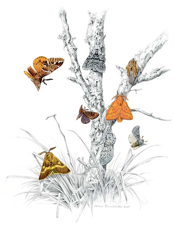 Иллюстрация к книге — Бабочки. Основы систематики, среда обитания, жизненный цикл и магия совершенства [i_177.jpg]