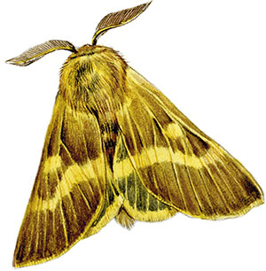 Иллюстрация к книге — Бабочки. Основы систематики, среда обитания, жизненный цикл и магия совершенства [i_178.jpg]