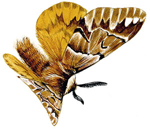 Иллюстрация к книге — Бабочки. Основы систематики, среда обитания, жизненный цикл и магия совершенства [i_180.jpg]