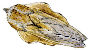 Иллюстрация к книге — Бабочки. Основы систематики, среда обитания, жизненный цикл и магия совершенства [i_184.jpg]