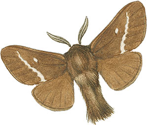 Иллюстрация к книге — Бабочки. Основы систематики, среда обитания, жизненный цикл и магия совершенства [i_185.jpg]