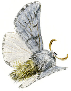 Иллюстрация к книге — Бабочки. Основы систематики, среда обитания, жизненный цикл и магия совершенства [i_187.jpg]