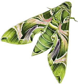 Иллюстрация к книге — Бабочки. Основы систематики, среда обитания, жизненный цикл и магия совершенства [i_192.jpg]