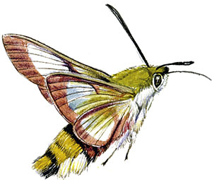 Иллюстрация к книге — Бабочки. Основы систематики, среда обитания, жизненный цикл и магия совершенства [i_193.jpg]