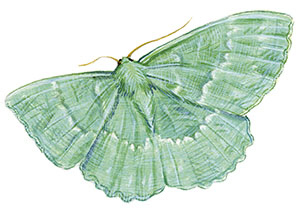 Иллюстрация к книге — Бабочки. Основы систематики, среда обитания, жизненный цикл и магия совершенства [i_198.jpg]