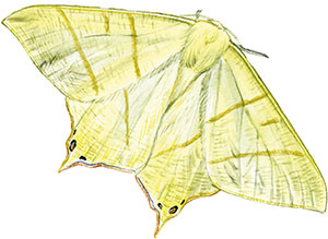 Иллюстрация к книге — Бабочки. Основы систематики, среда обитания, жизненный цикл и магия совершенства [i_199.jpg]