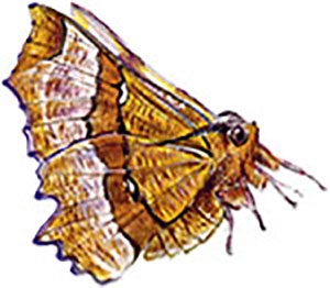 Иллюстрация к книге — Бабочки. Основы систематики, среда обитания, жизненный цикл и магия совершенства [i_200.jpg]