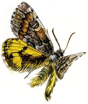 Иллюстрация к книге — Бабочки. Основы систематики, среда обитания, жизненный цикл и магия совершенства [i_202.jpg]